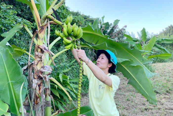 「森田さんの島バナナ農園」屋我地農場、実りを迎えました。2025/10/06