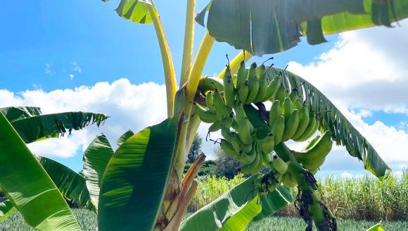 2025年10月、初の実り