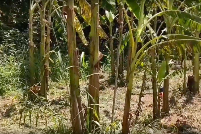 ポッドキャスト「森田さんのバナナ予報」配信スタート！　2022.8.7