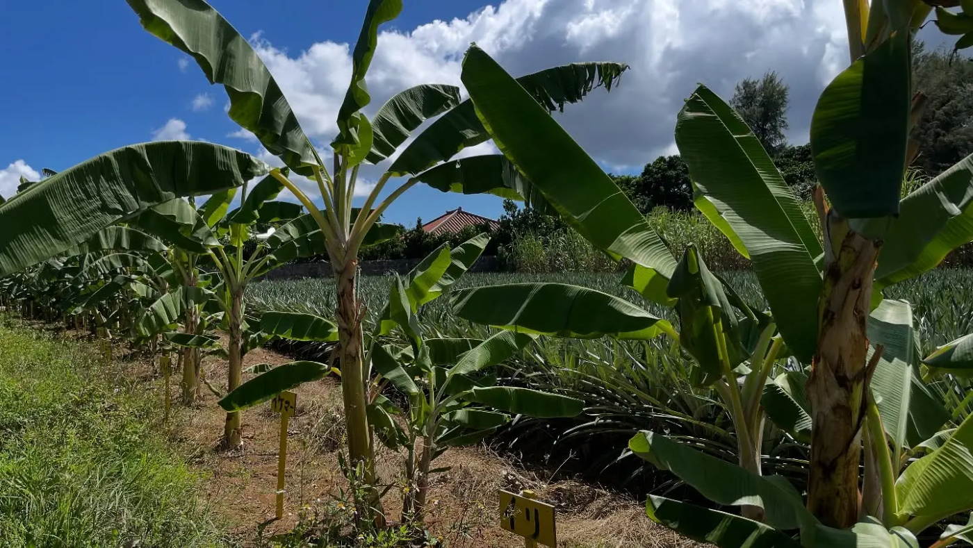 ポッドキャスト「森田さんのバナナ予報」２回目／ウガンダバナナ・島バナナ